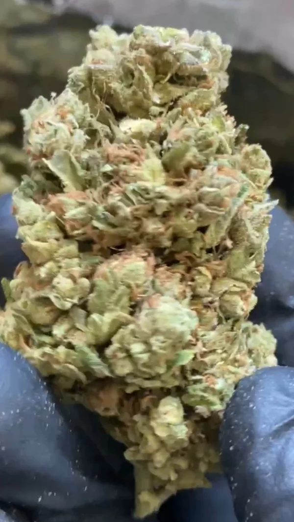 Fleur CBD AMNESIA